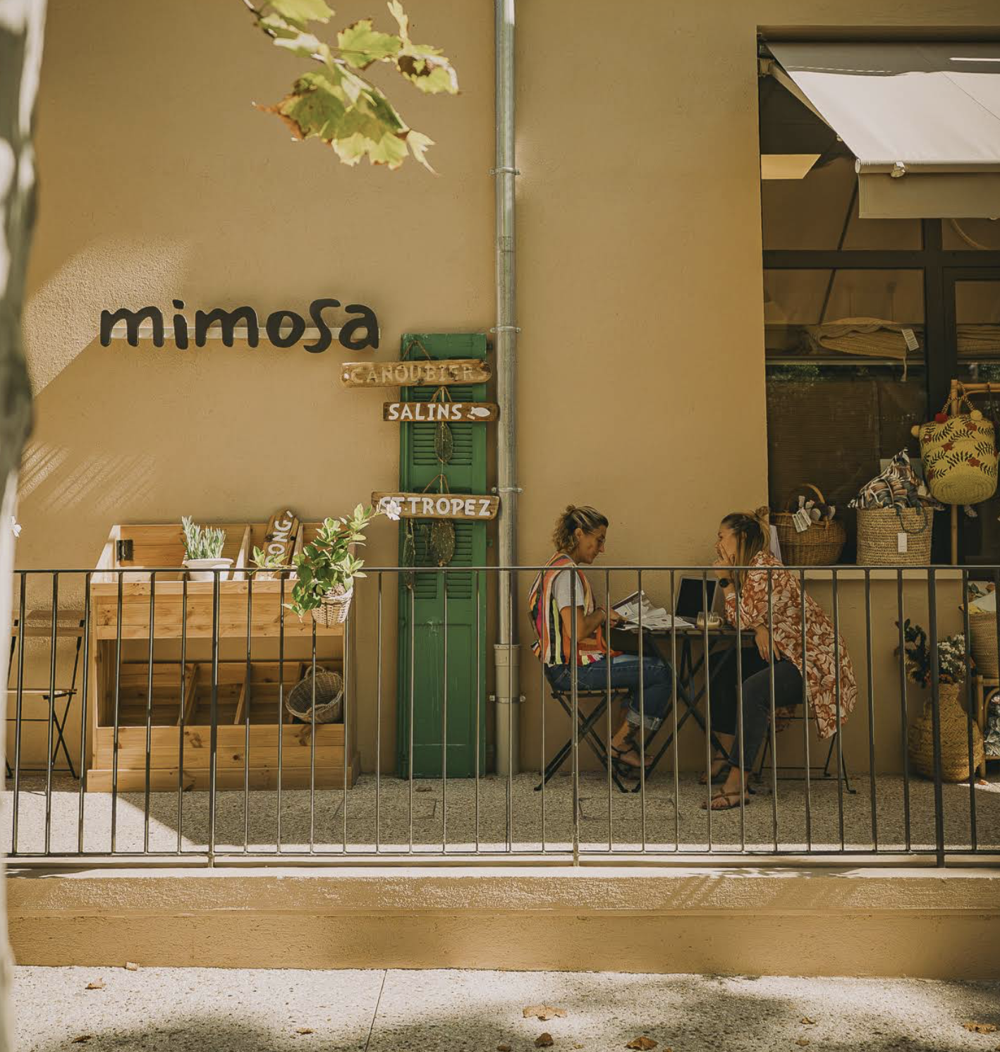 Mimosa